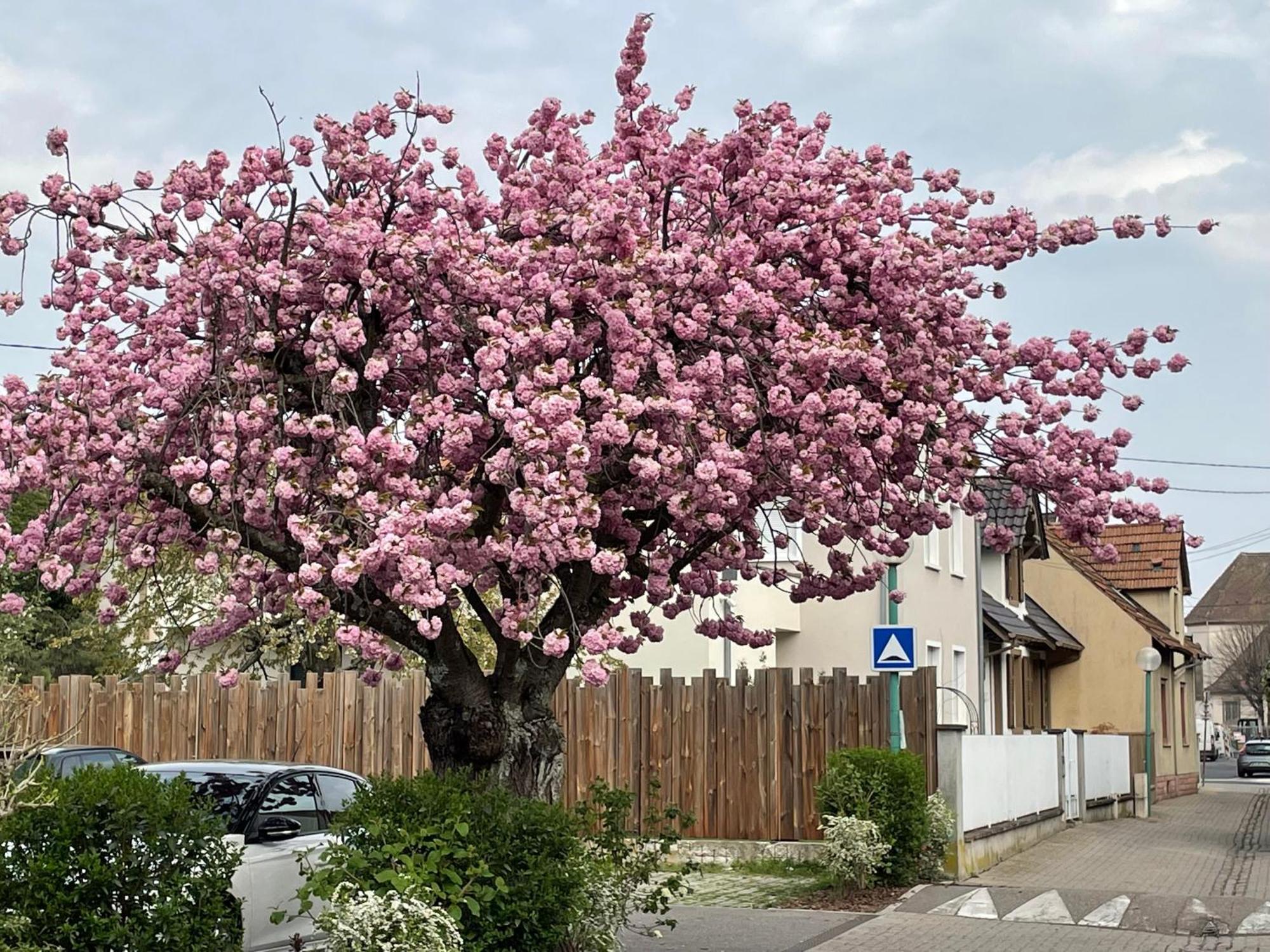 Le 6B Villa Hoenheim Exteriör bild